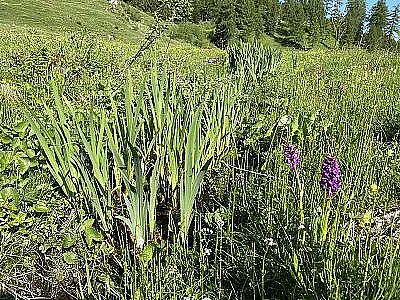 brandnertal-sommer-tschengla-naturvielfalt