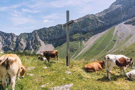 kühe-auf-der-weide