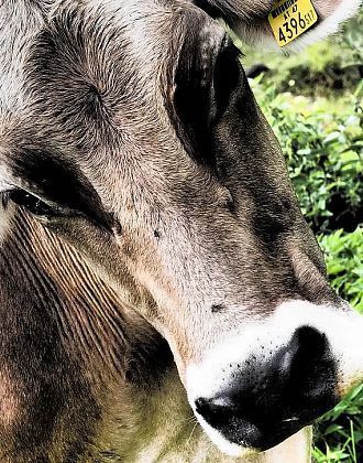 Tipps für sichere Begegnungen mit Weidetieren