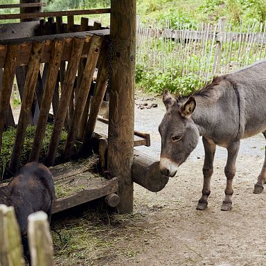 brandnertal-sommer-tiererlebnispfad