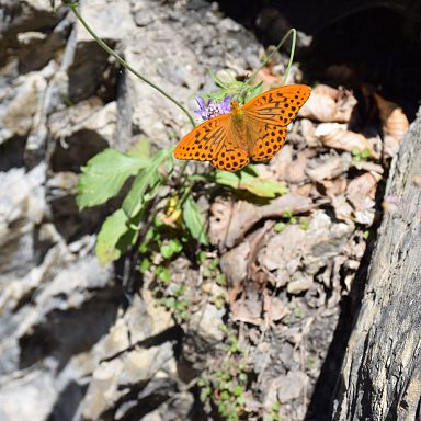 walsertal-sommer-geführtewanderung-gadental