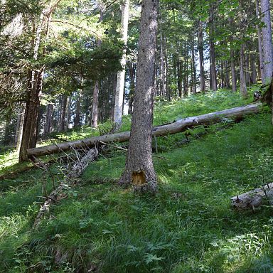 walsertal-sommer-geführtewanderung-gadental